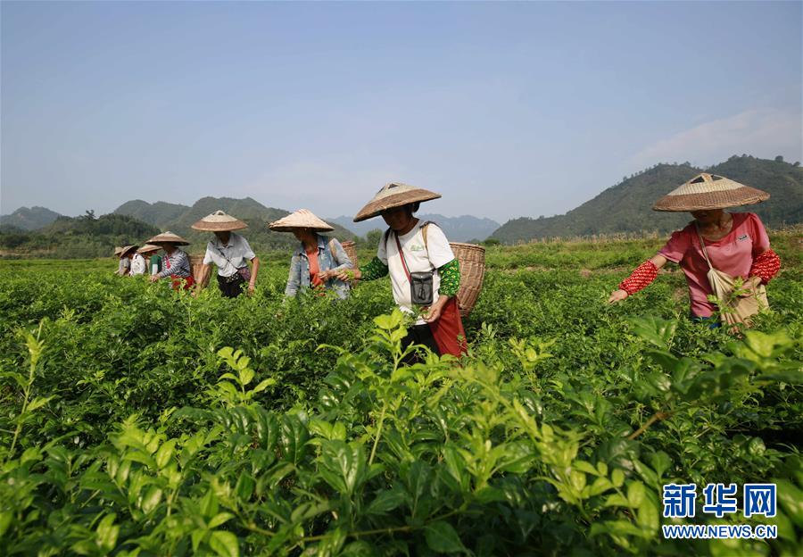 中国咖啡市场进入高速发展，2018年市场规模达569亿元